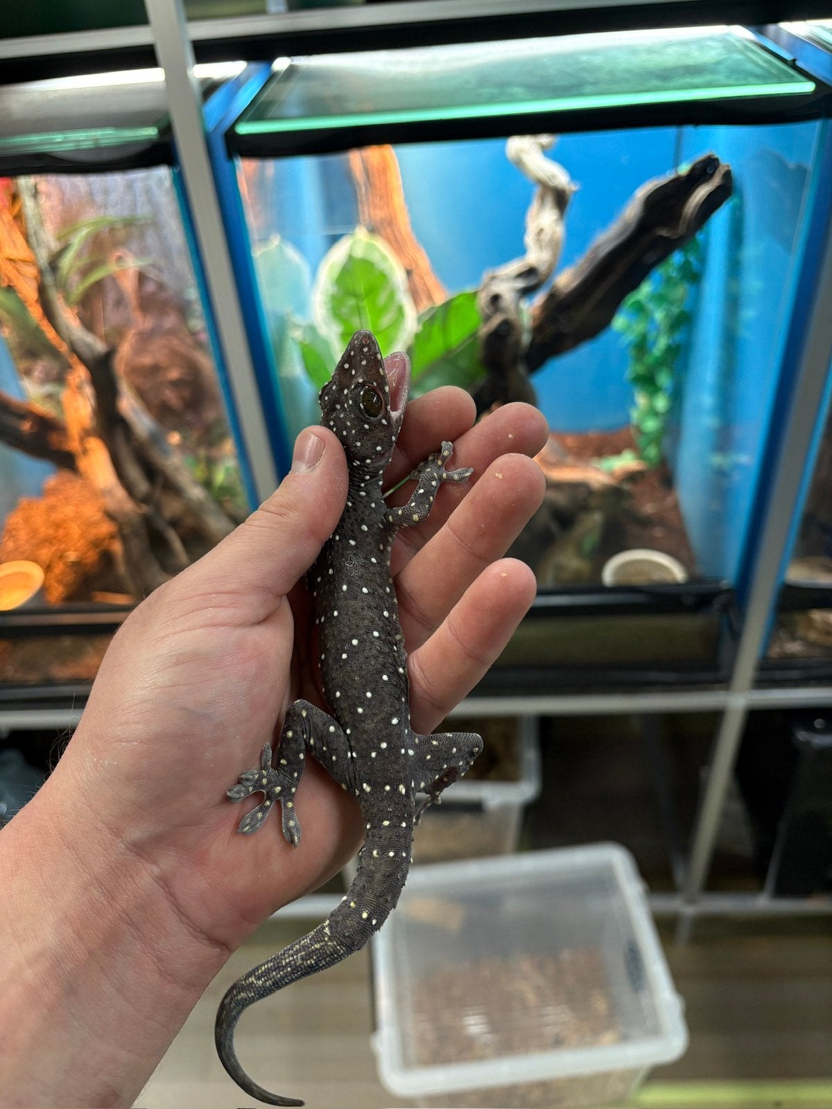 Gekko pradapdao- starry night tokeh gekko, Hagedis, 0 tot 2 jaar
