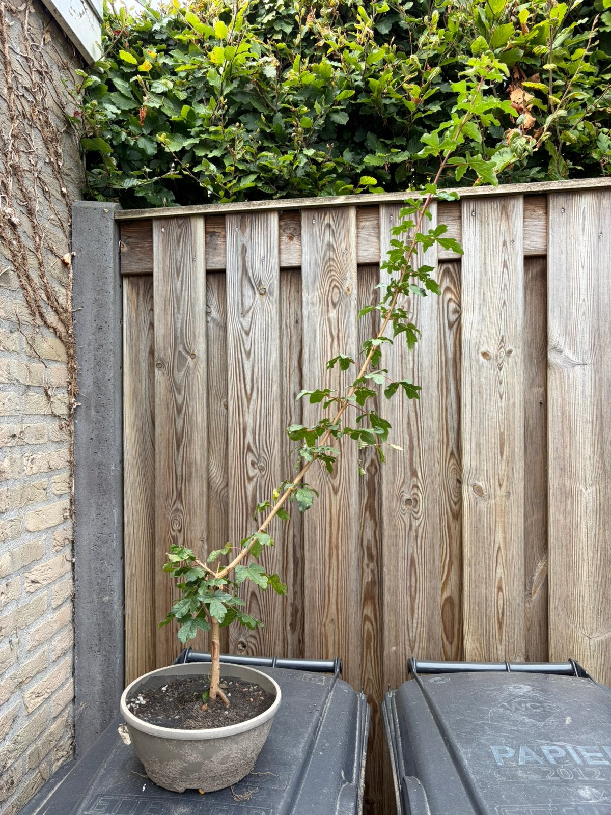 Tuin boompjes of bonsai starters, Ophalen, Bloeit niet, Halfschaduw, Overige soorten