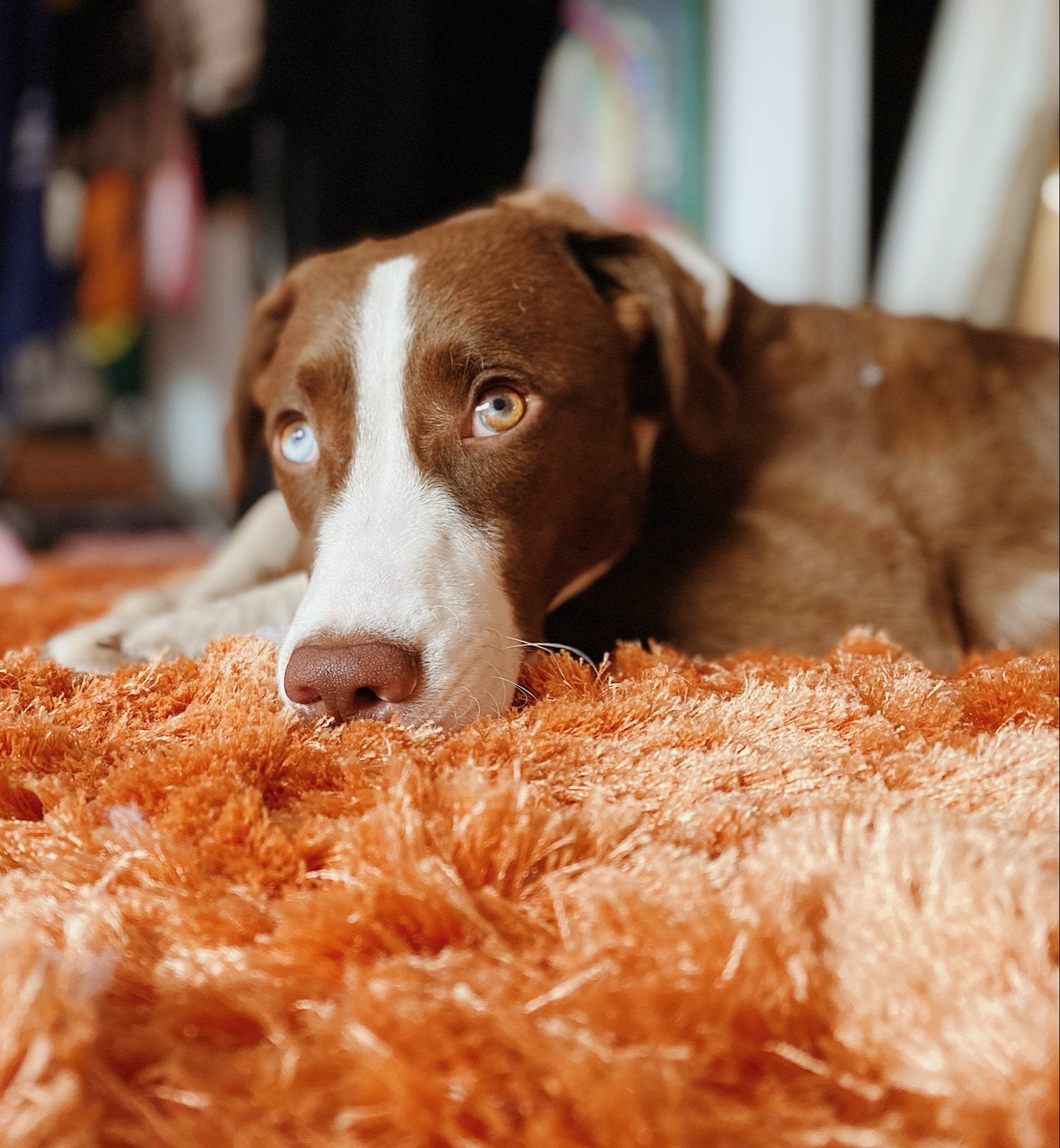 Spoedherplaatsing: lieve Maya zoekt haar nieuwe mens, Dieren en Toebehoren, Honden | Niet-rashonden, Groot, Teef, Particulier
