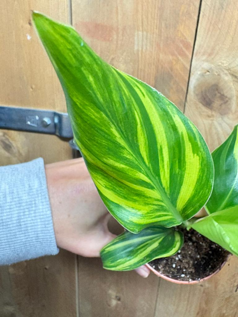 Strelitzia nicolai variegata plant lemon lime aurea, Ophalen of Verzenden, Halfschaduw, Minder dan 100 cm