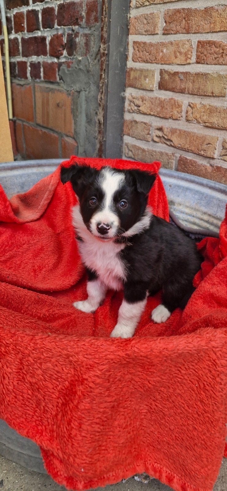 Prachtige bordercollie pups, Dieren en Toebehoren, Honden | Herdershonden en Veedrijvers, België, Particulier, 8 tot 15 weken