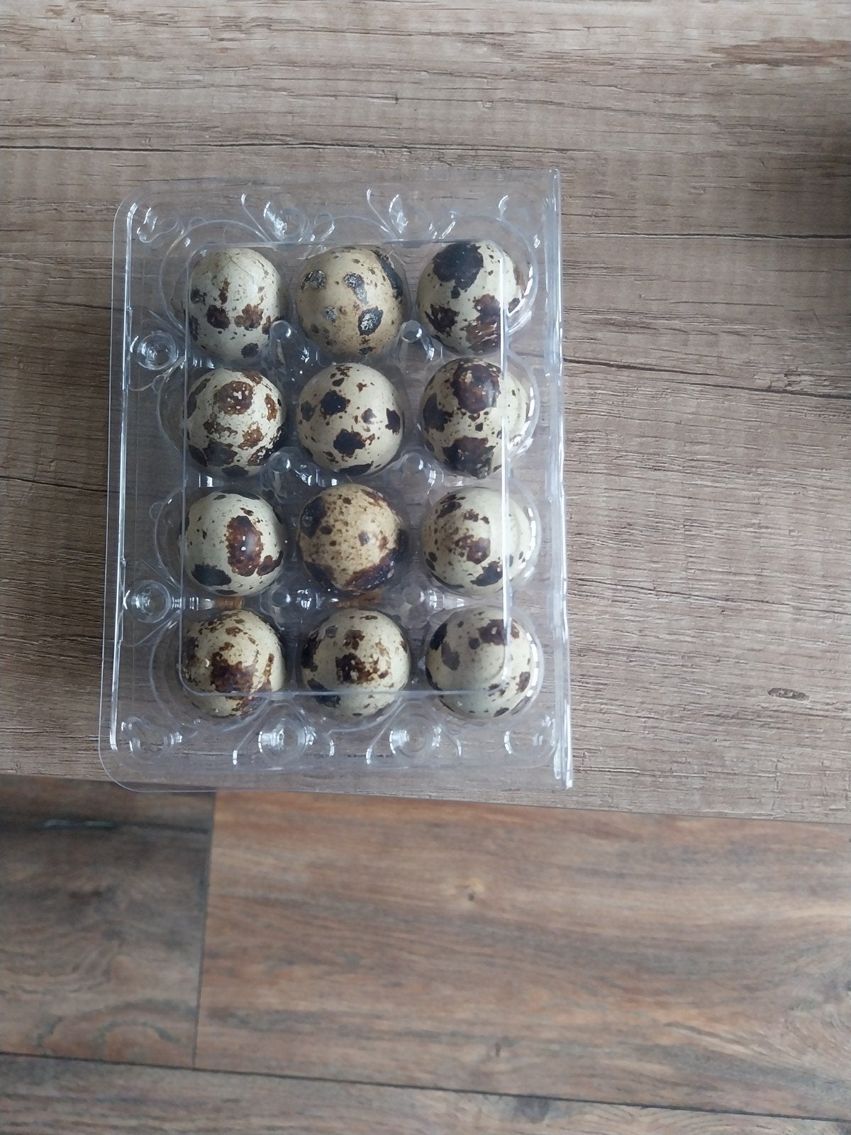 te koop Broed eieren Japanse kwartel, Ophalen, Kraal