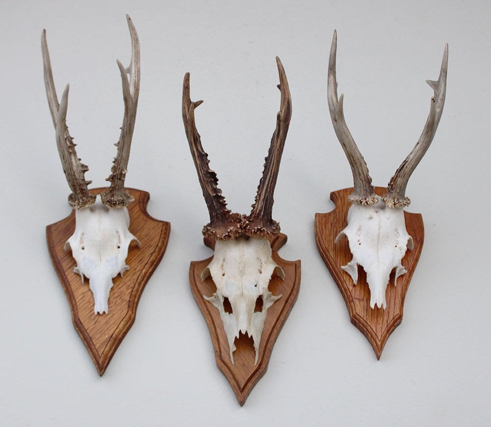 3 x groot REE GEWEI op eikenhouten schild - set A, Ophalen of Verzenden, Gebruikt, Hert, Gewei of Kop