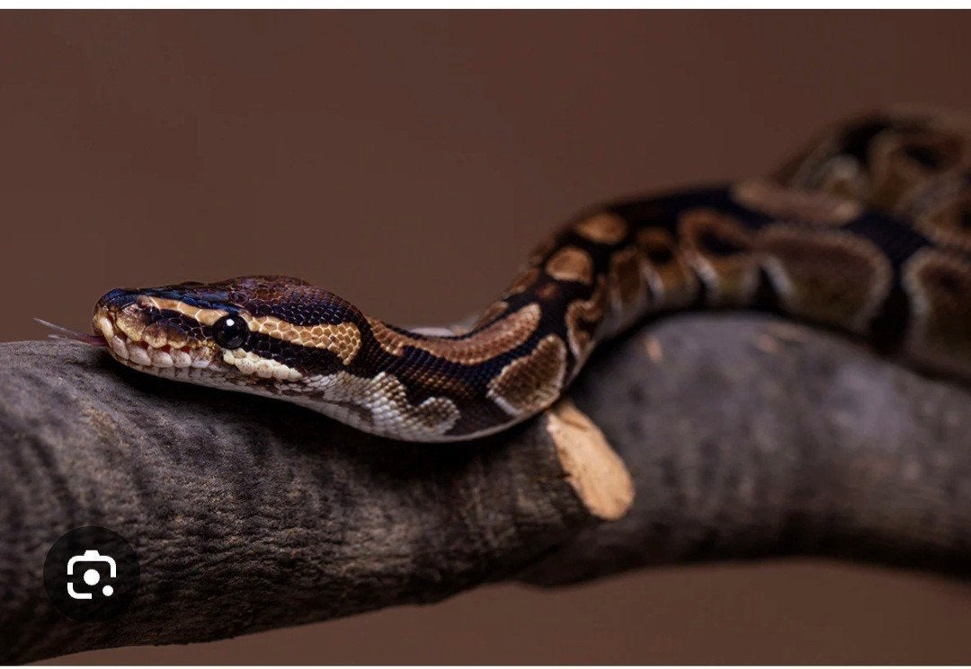 01 pastel NK 25Python regius Ball Python photo 3