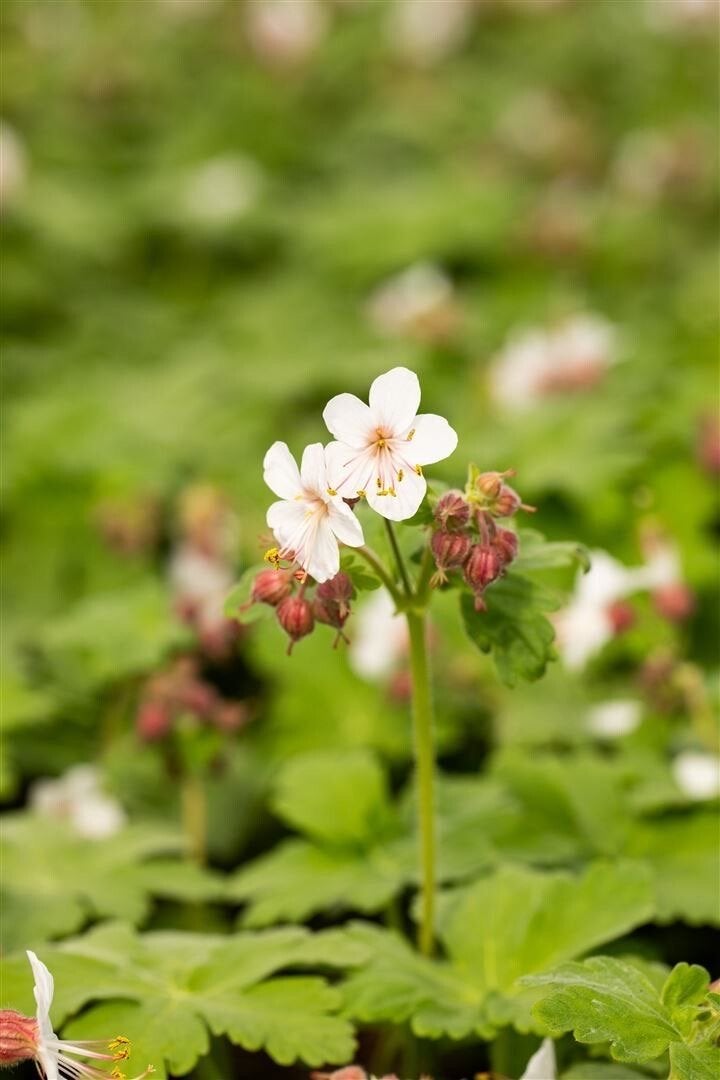 Geranium 'Spessart' - Bodembedekker met witte bloemen, Ophalen, Bodembedekkers, Vaste plant, Halfschaduw