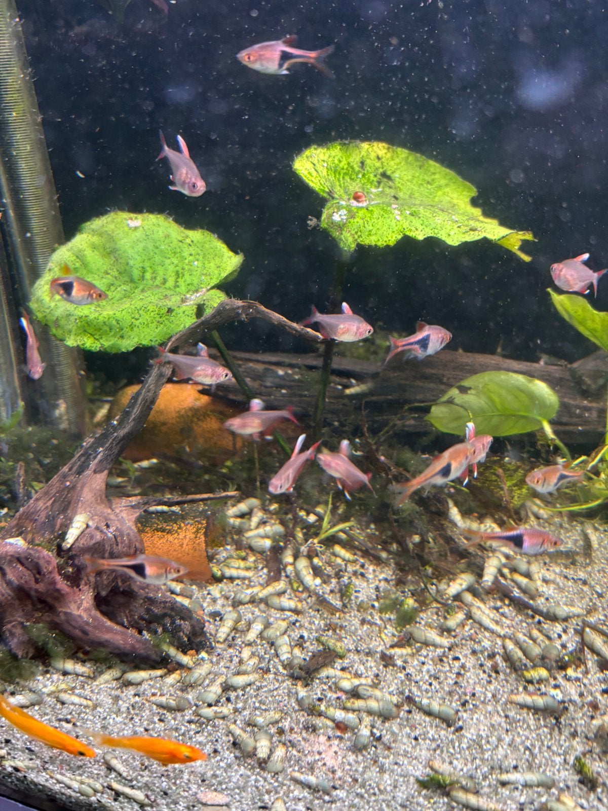 Roze tetra white fin, Dieren en Toebehoren, Vis, Zoetwatervis, Schoolvis