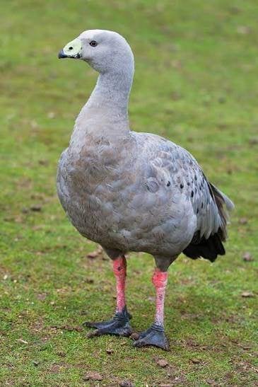 cereopsis gans, Geslacht onbekend, Gans of Zwaan