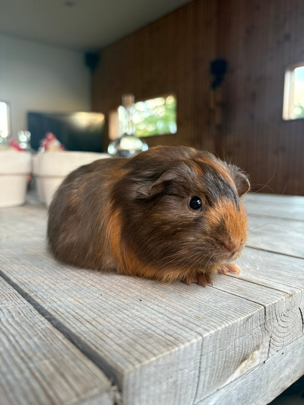 Lief jong cavia beertje te koop, Dieren en Toebehoren, Knaagdieren, Mannelijk, Cavia, Mei, Tam