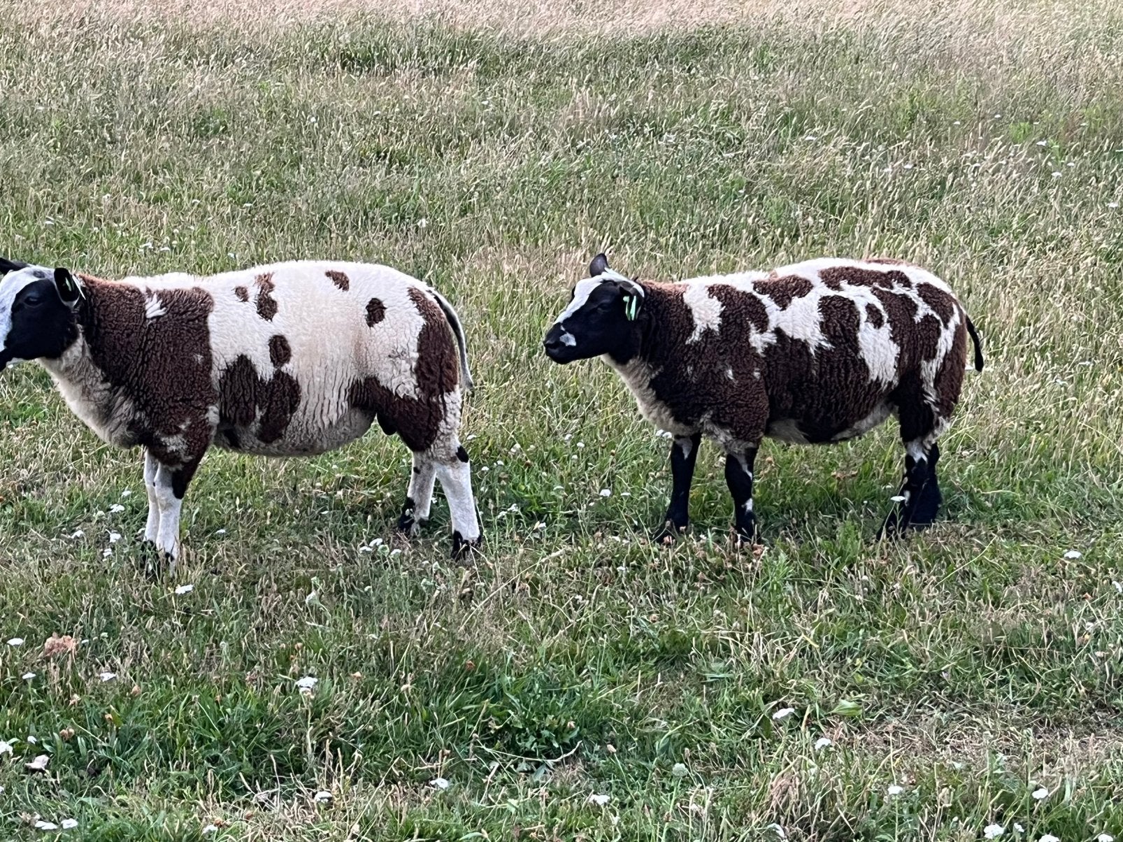 Mooie bonte dekrammen, Dieren en Toebehoren, Schapen, Geiten en Varkens, Mannelijk, Schaap, 0 tot 2 jaar