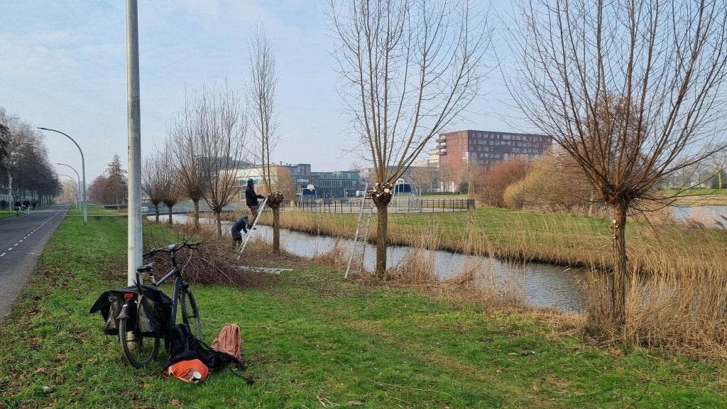 28 Nov. GRATIS wilgentenen afhalen in Zwolle, Tuin en Terras, Overige soorten, Lente, 100 tot 250 cm, Ophalen
