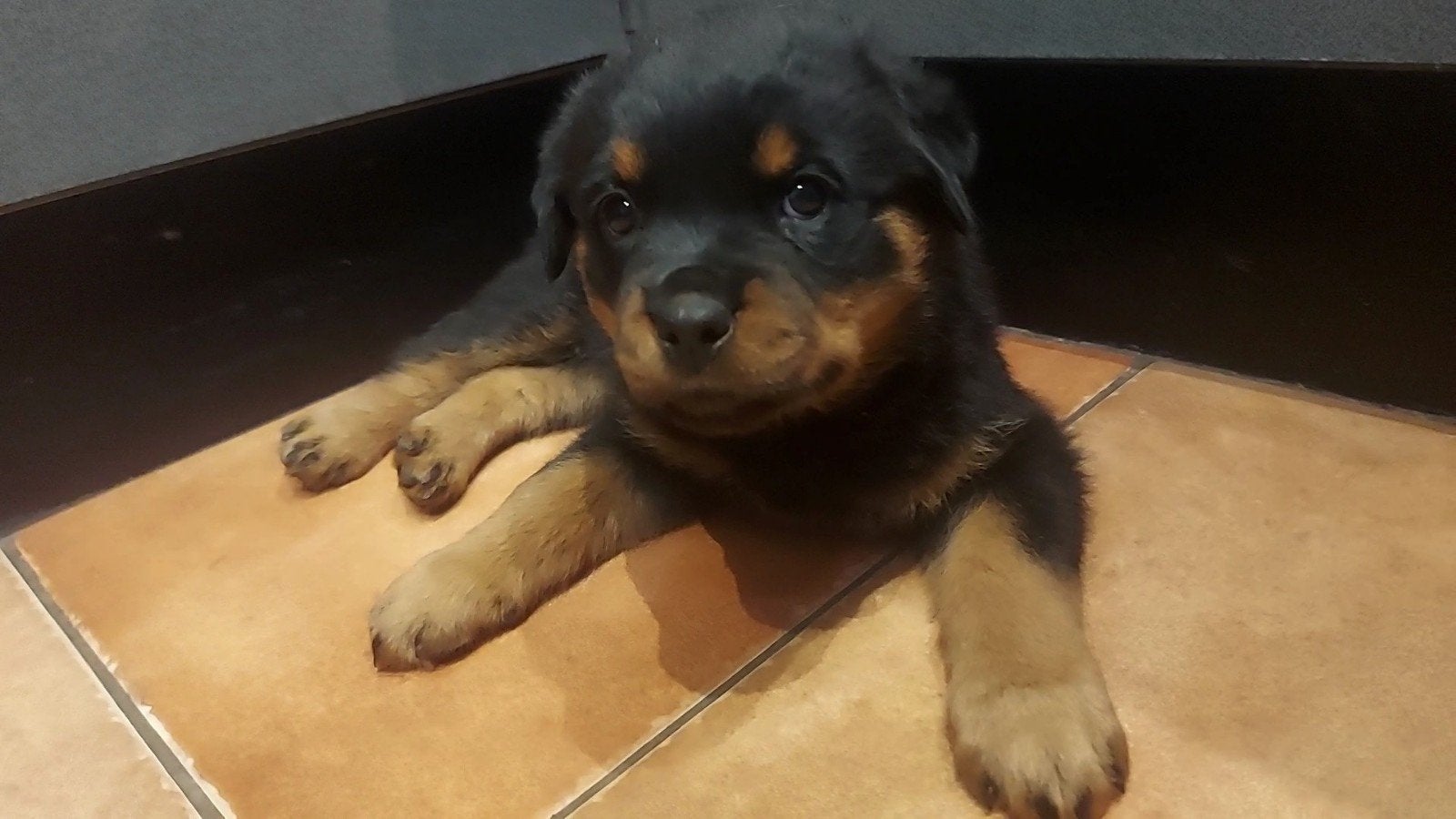 Mooie lieve forse rottweiler pups! Nog 1 teefje!, Dieren en Toebehoren, 8 tot 15 weken, Meerdere, Meerdere dieren, Rottweiler