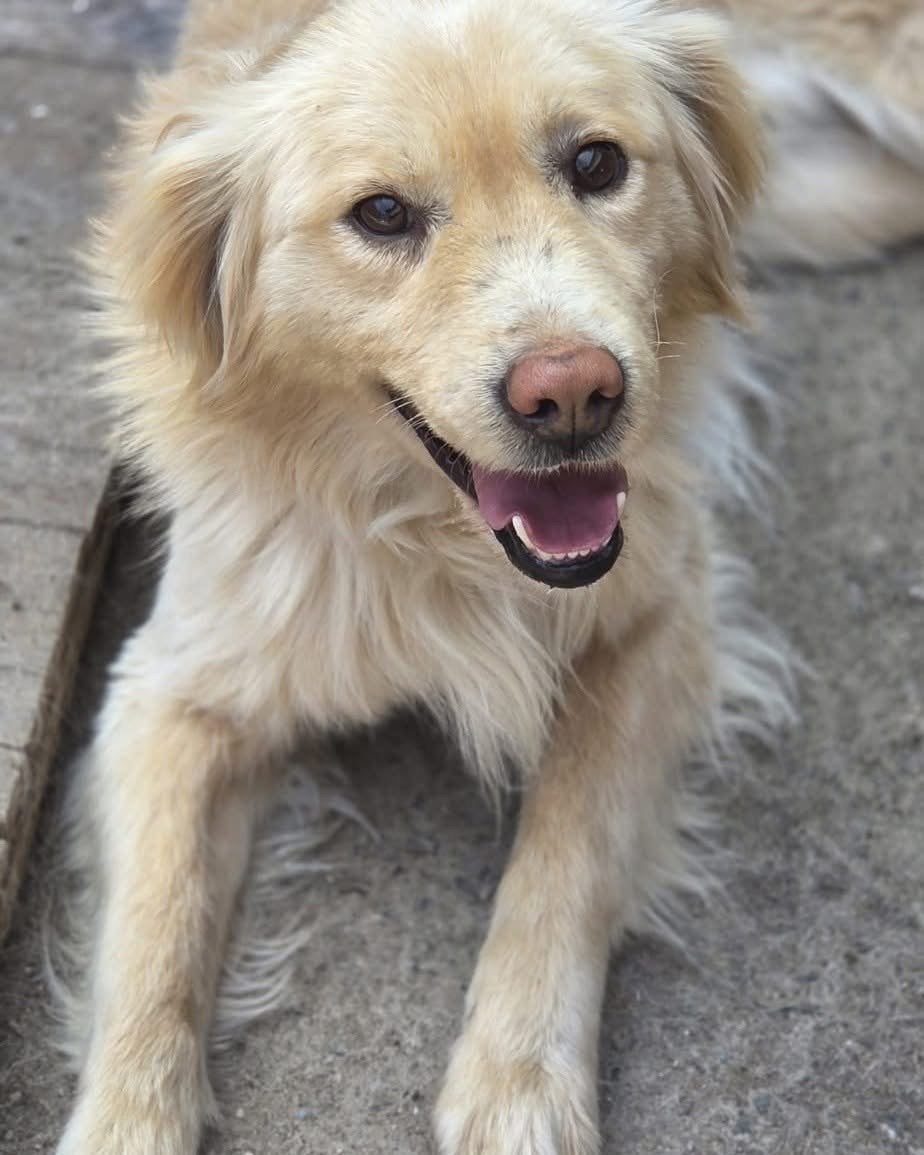 Nieuwe baas gezocht voor Banjer retriever, Parvo, Reu, Eén hond, Nederland