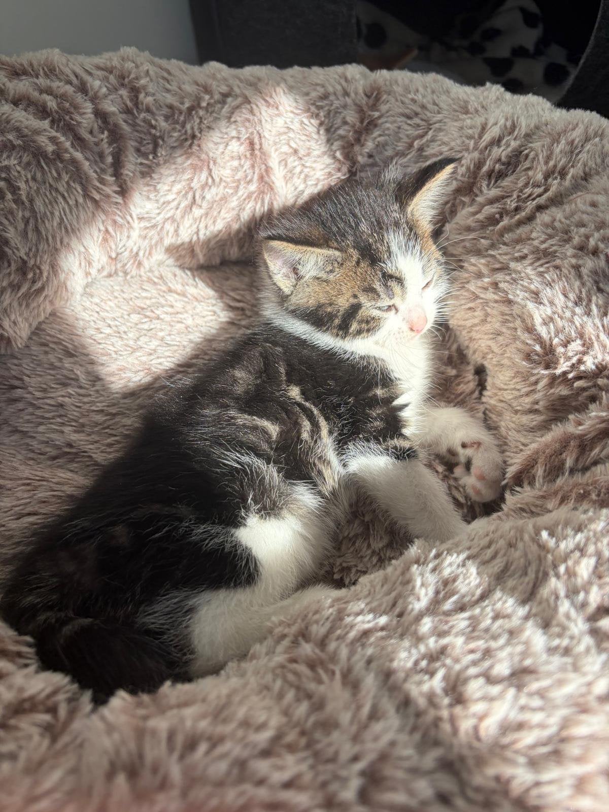 Lieve kittens zoeken warm en liefdevol thuis ️, Meerdere dieren