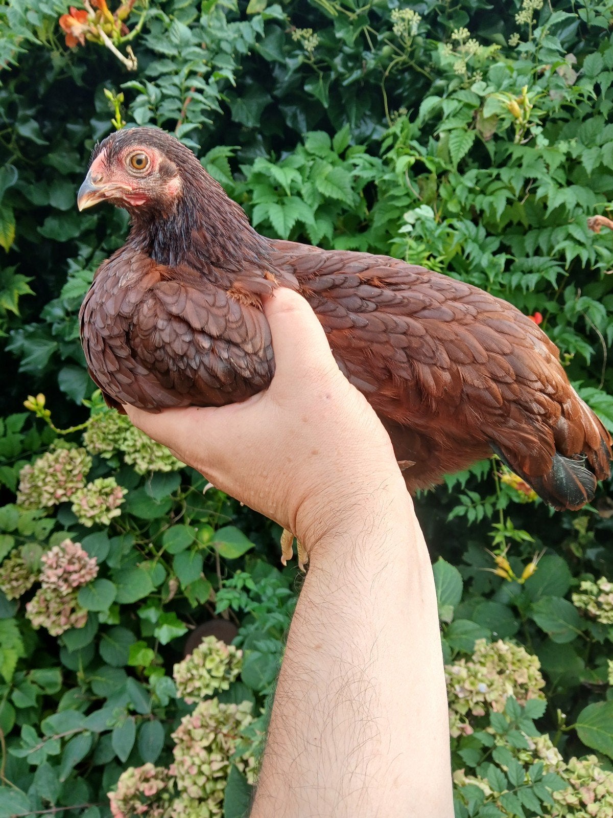 Rhode Island Red hen jong,rozenkam.Prima leghen., Dieren en Toebehoren, Vrouwelijk, Kip