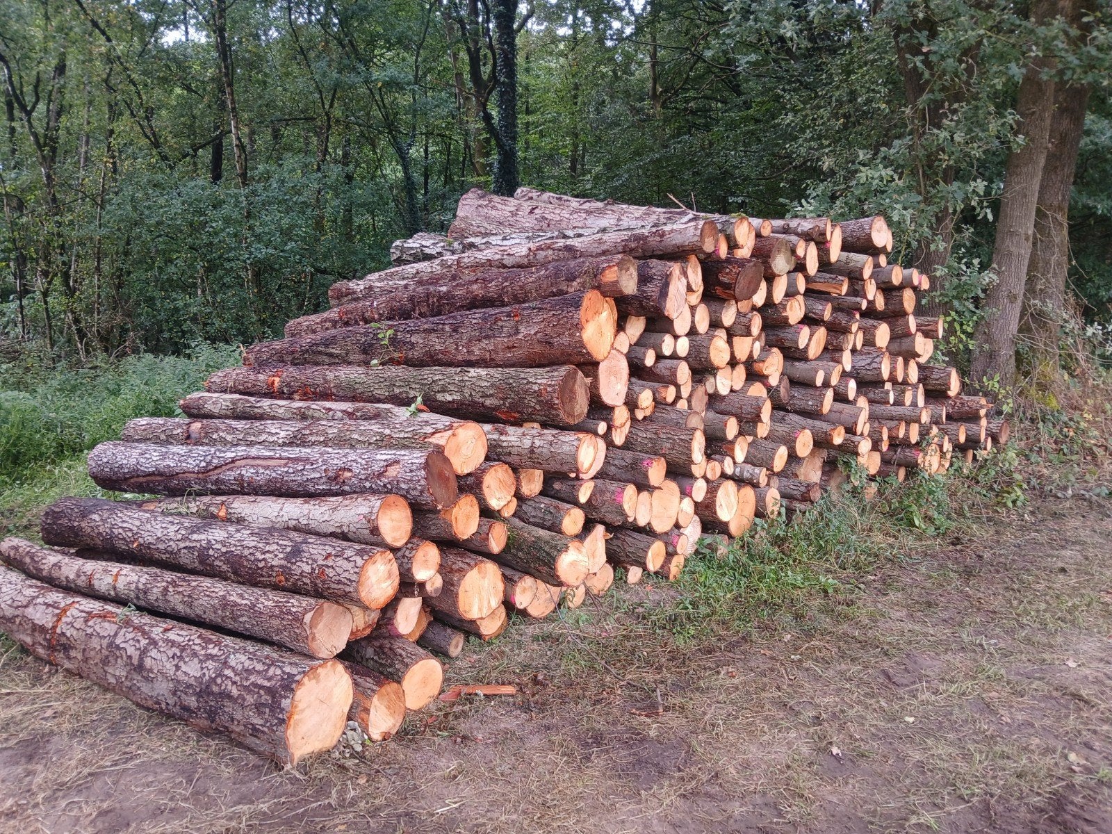 Elzenhout rondhout/brandhout - 2.5m lengte, 25 stere., Tuin en Terras, Haardhout, 6 m³ of meer, Ophalen, Elzenhout, Stammen