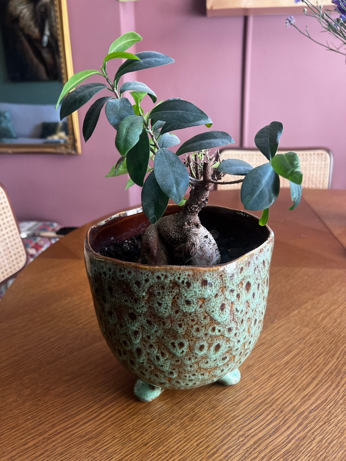 Bonsai plantje met pot, Huis en Inrichting, Kamerplanten, Ophalen, Halfschaduw, In pot, Minder dan 100 cm