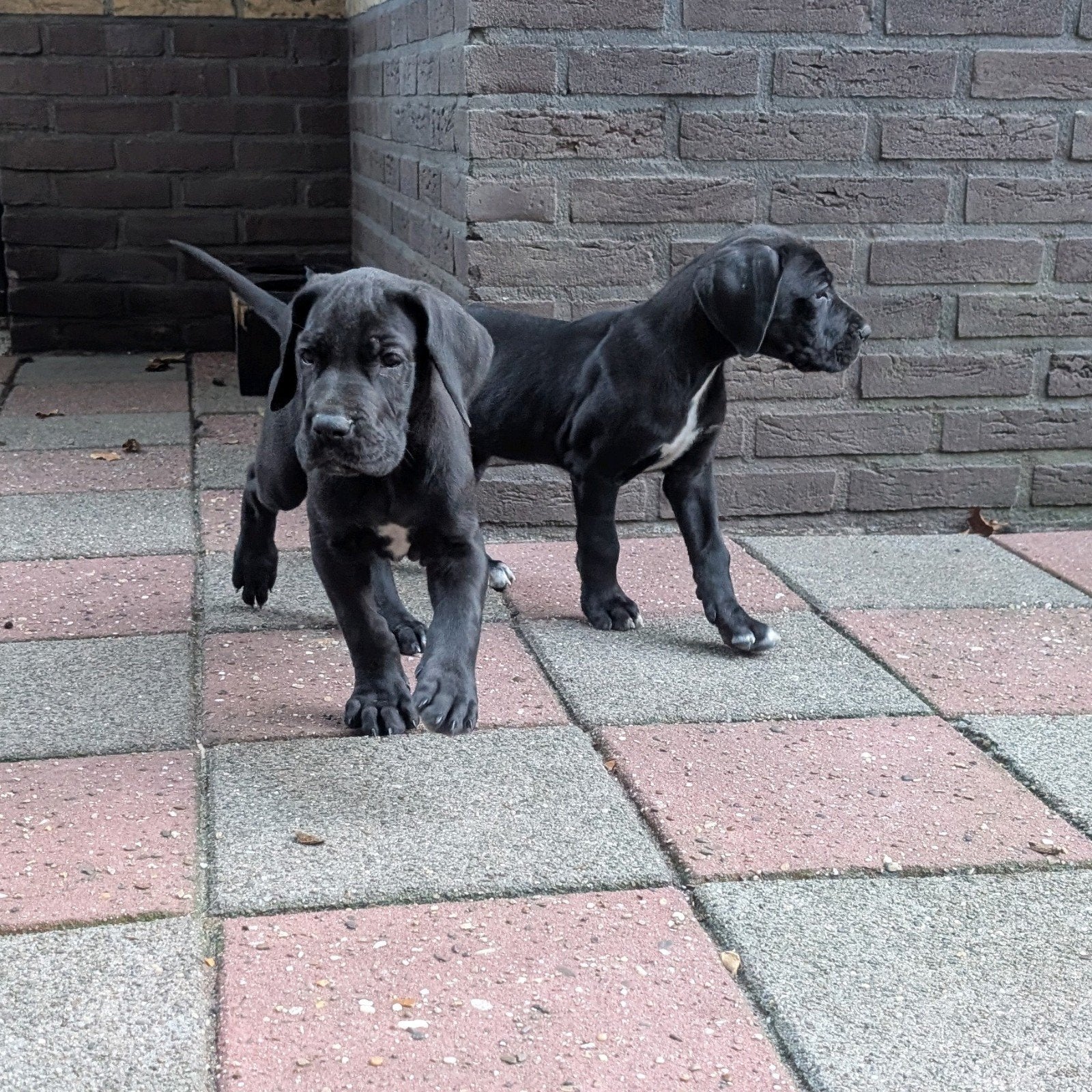 nog 1 lieve Duitse Dog pup., Dieren en Toebehoren, Overige rassen, 8 tot 15 weken, Meerdere, Meerdere dieren
