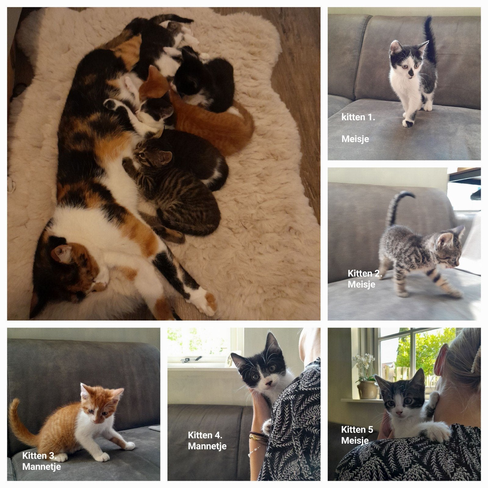 Vijf schattige kittens!, Meerdere dieren