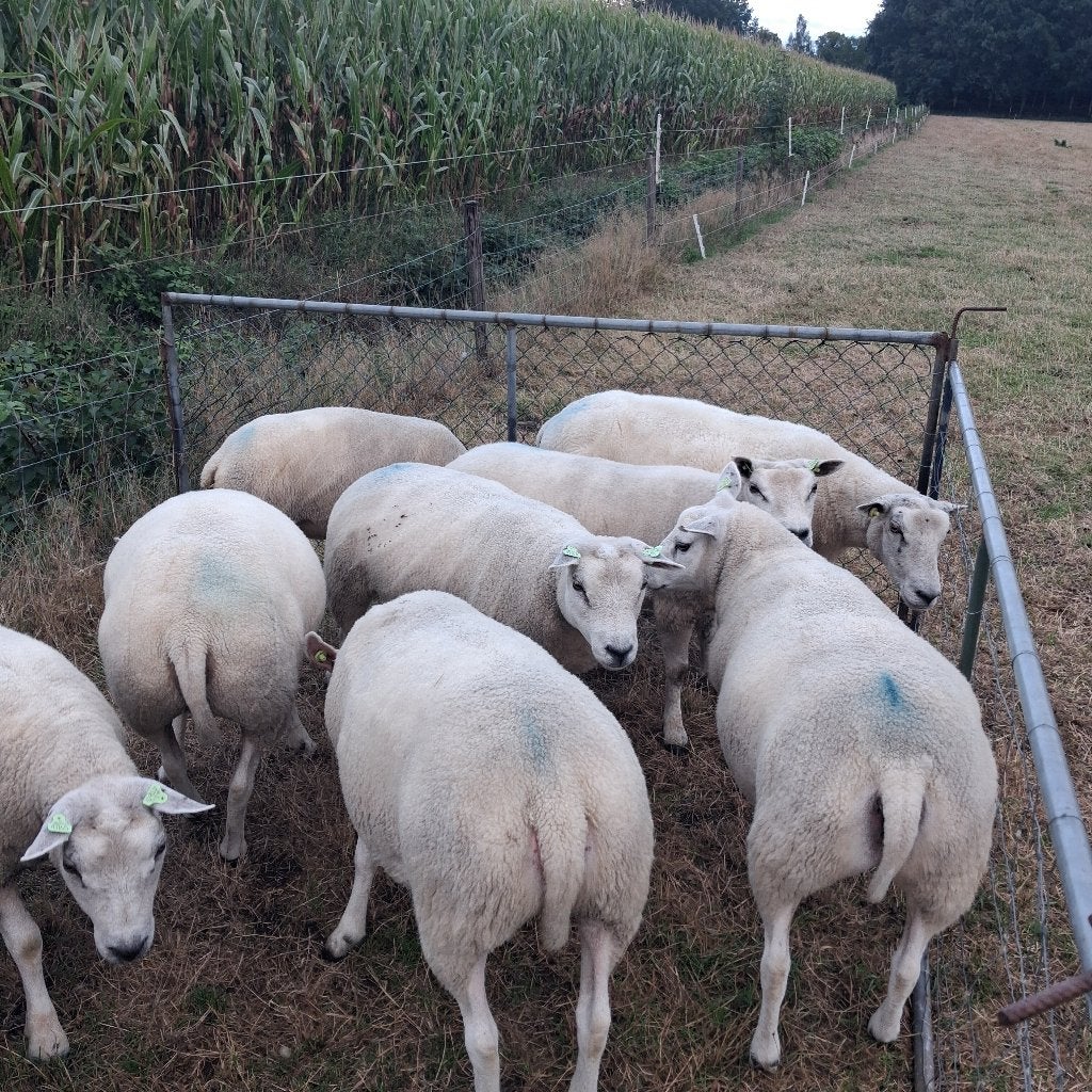 Te koop 11 fokschapen, Vrouwelijk, Schaap, 0 tot 2 jaar