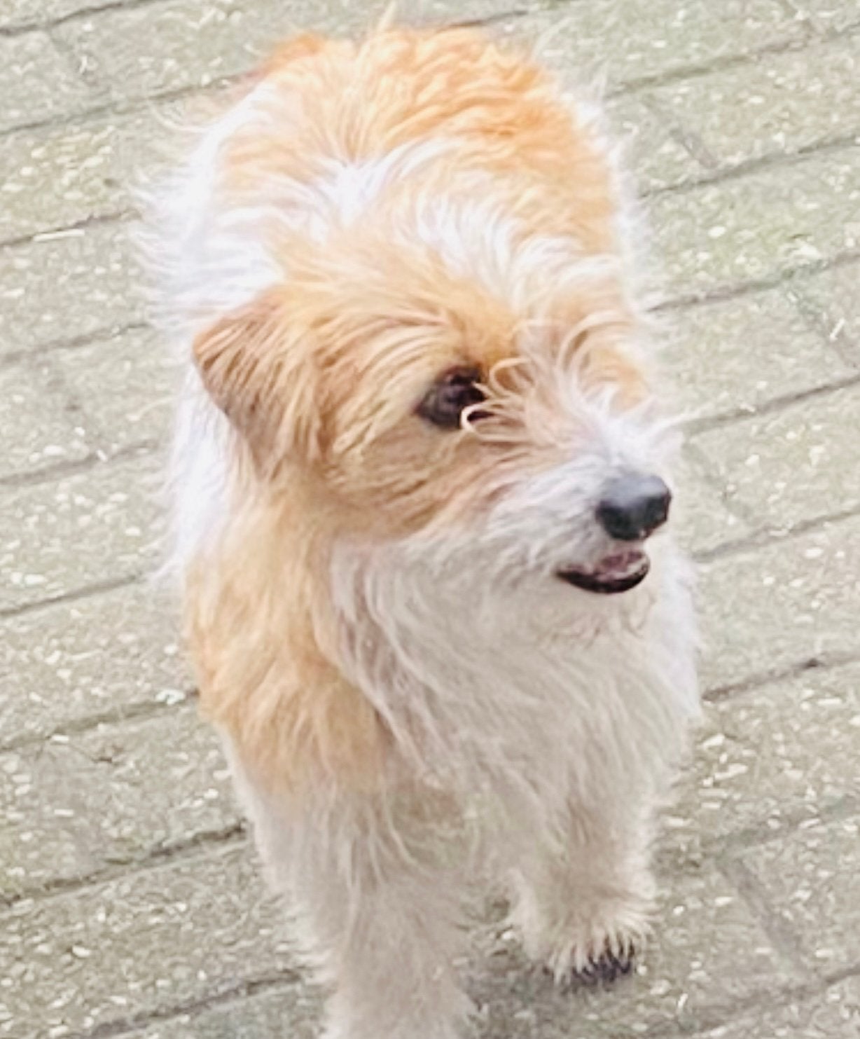 Ruwharige Jack Russell terrier dekreu, driekleur!, Reu, Parvo, Eén hond, 3 tot 5 jaar