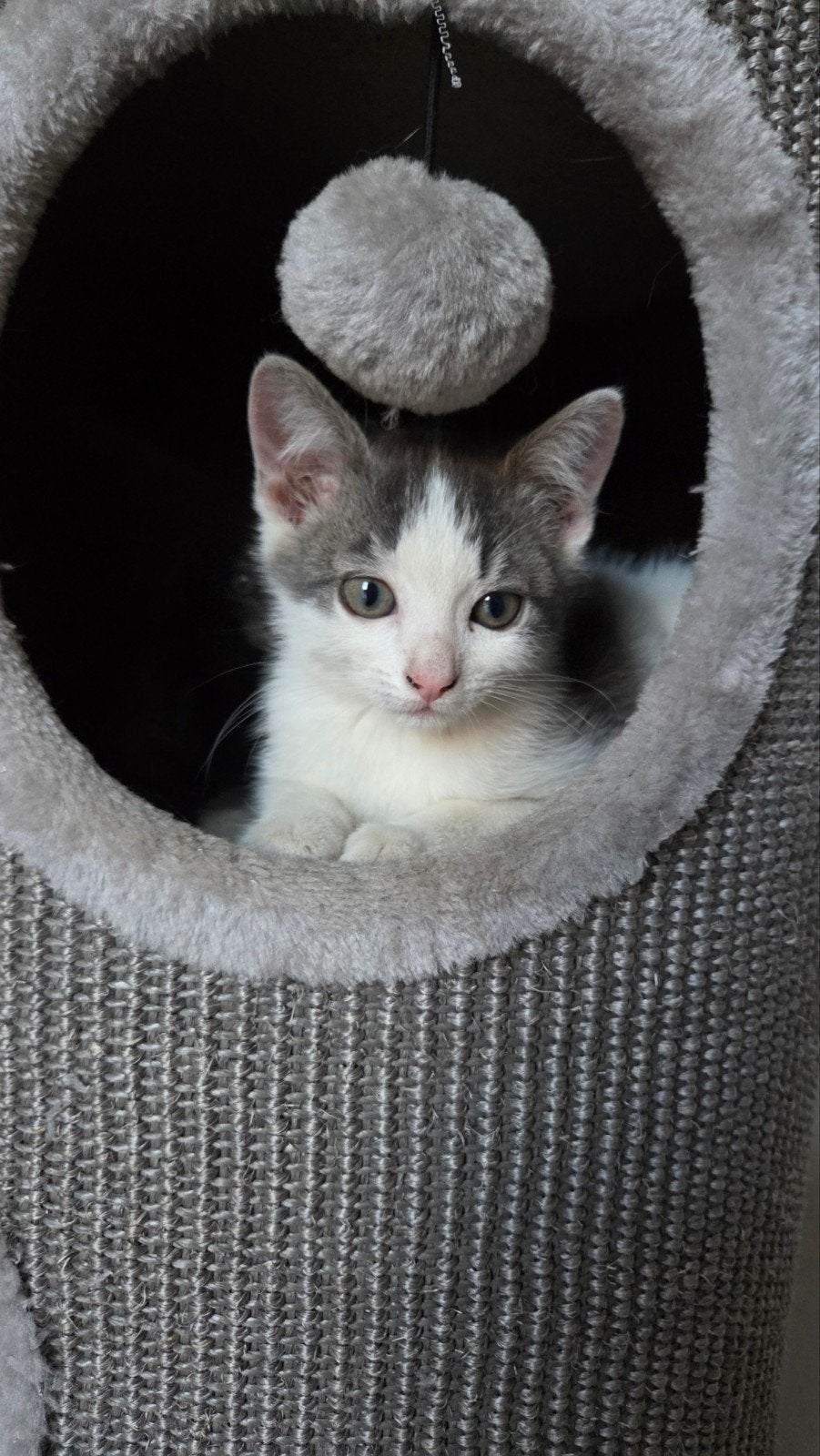 Kittens, Dieren en Toebehoren, Katten en Kittens | Overige Katten, Meerdere dieren