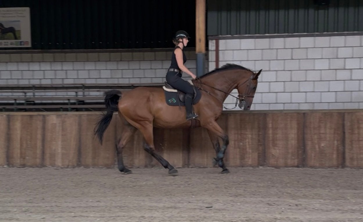 Grote, stoere én ontzettend brave allrounder! ️, Dieren en Toebehoren, Paarden, 175 cm of meer, Met stamboom, Ruin, L