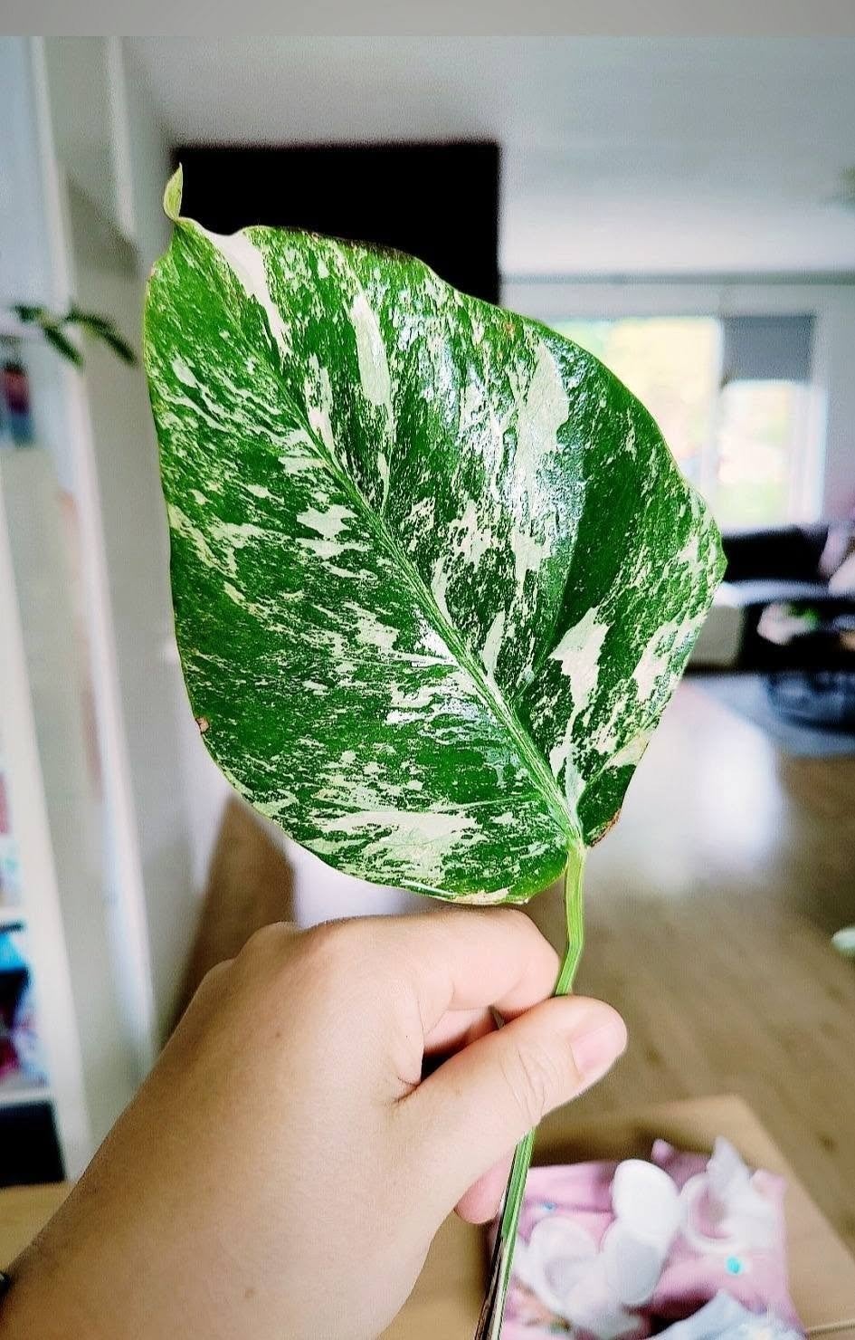 Monstera variegata stek, Ophalen, Halfschaduw, Minder dan 100 cm