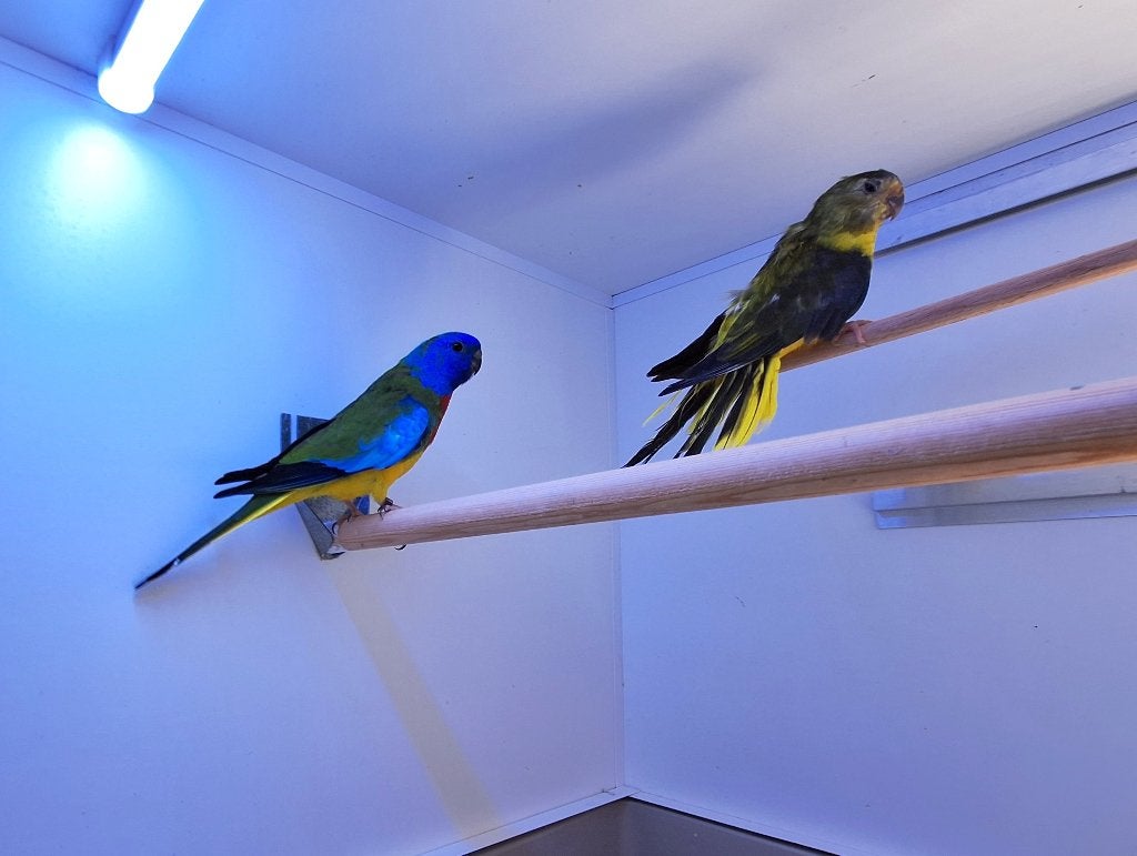 Splendid parkieten, Dieren en Toebehoren, Meerdere dieren, Parkiet, Geringd