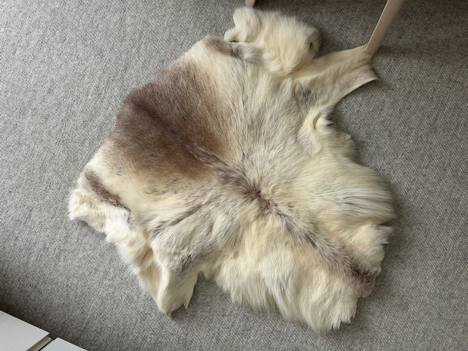 Origineel Half Rendiervel uit Lapland - Luosto, Finland, 100 tot 150 cm, Nieuw, Crème, Overige vormen