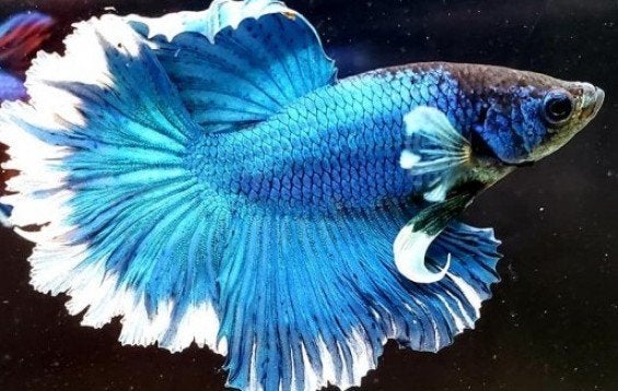 Betta man - Verschillende soorten - Koidream Valburg, Vis, Zoetwatervis