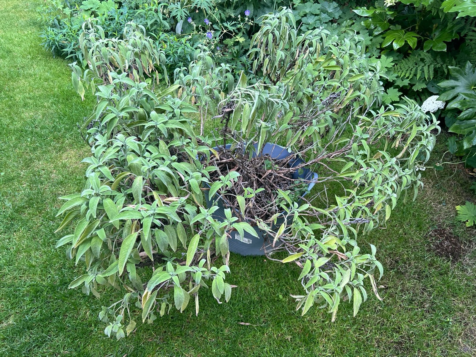 Grote Salie plant ophalen in Enschede noord 130cmx110cm, Ophalen of Verzenden, Overige soorten, Volle zon