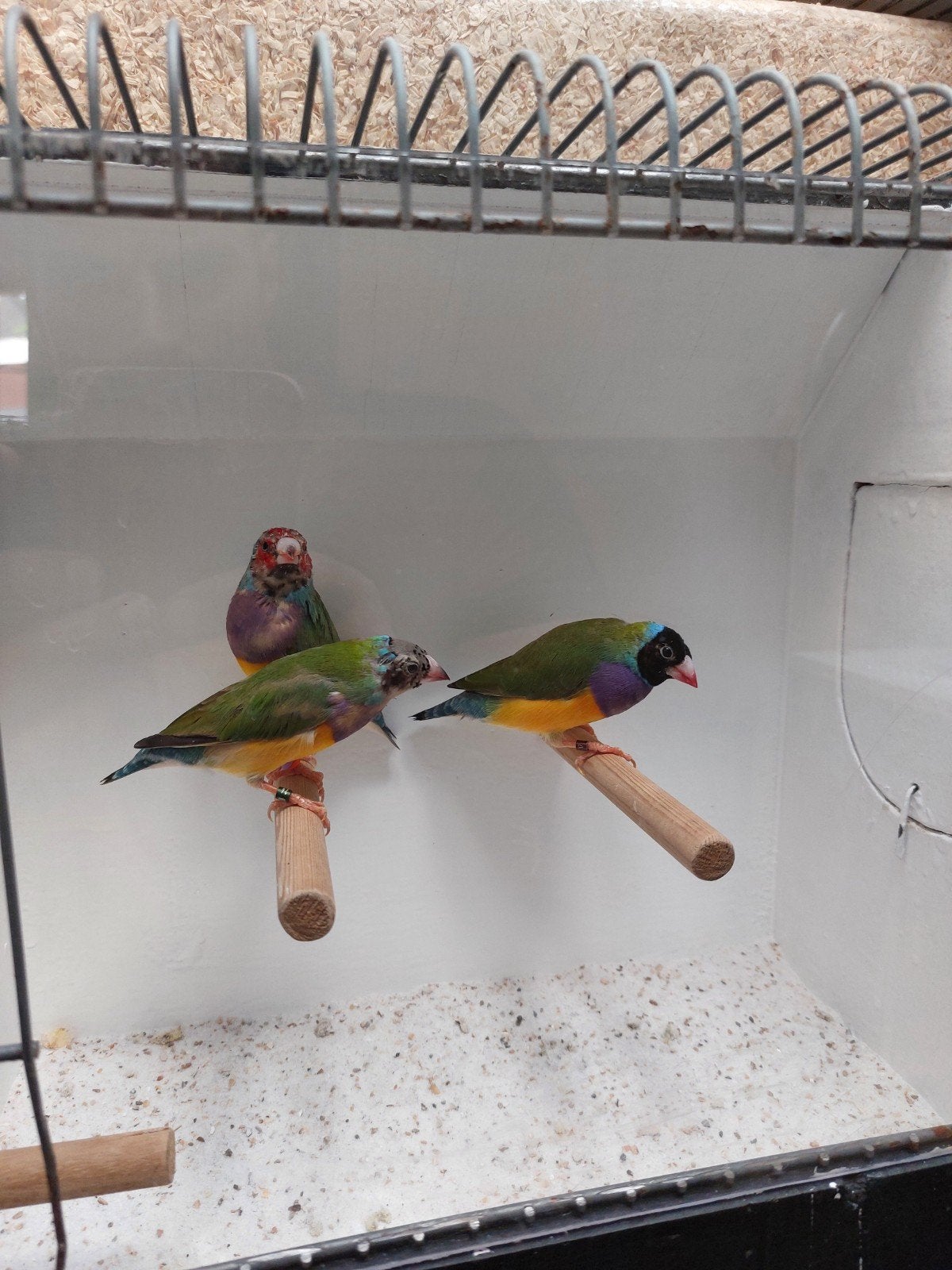 Gouldamadine mannen, Dieren en Toebehoren, Vogels | Kanaries, Kleurkanarie, Mannelijk