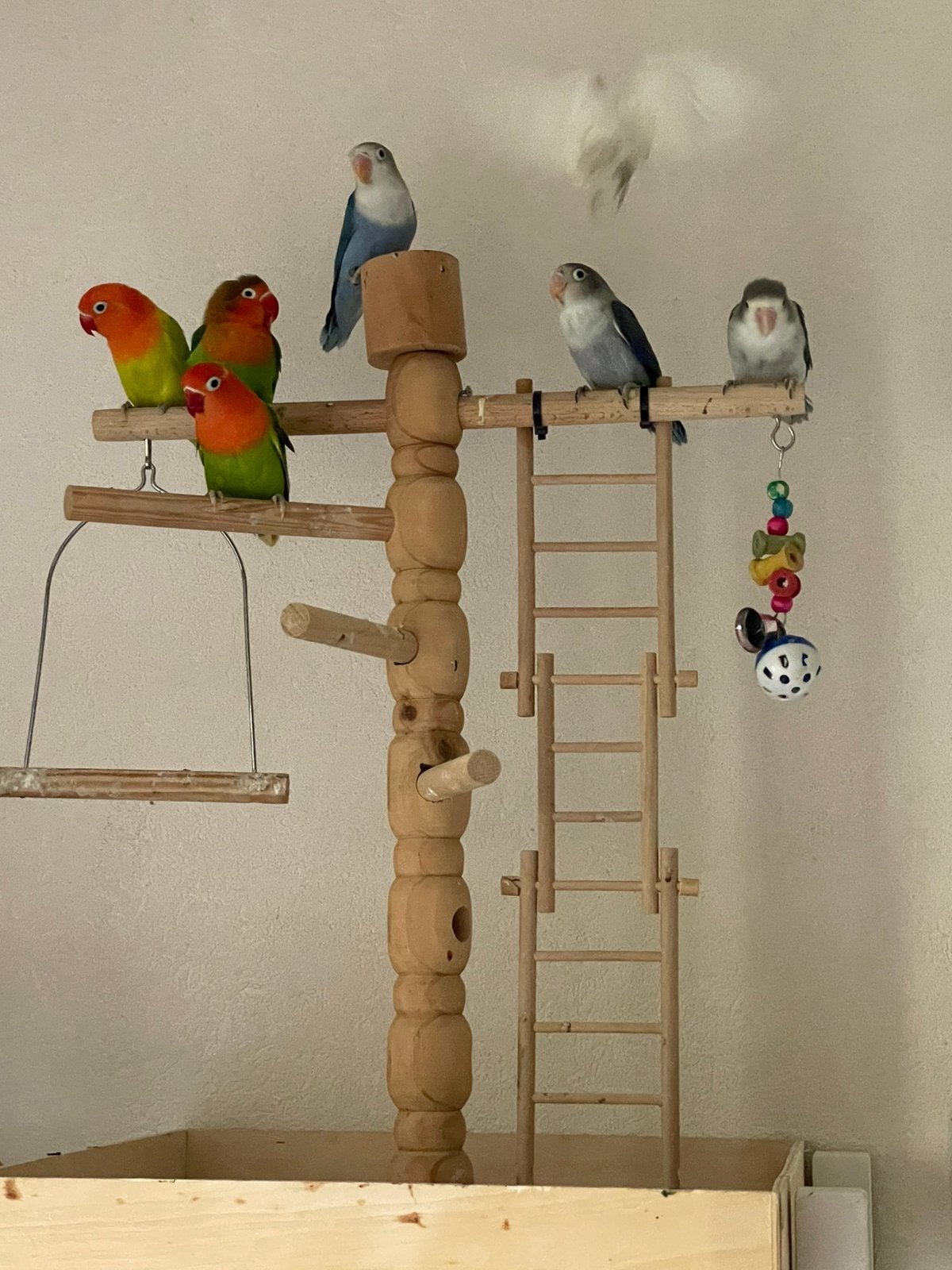 Prachtige Lieve Hand Tamme Agapornis Dwergpapegaai Lovebird, Meerdere dieren, Dwergpapegaai of Agapornis, Tam