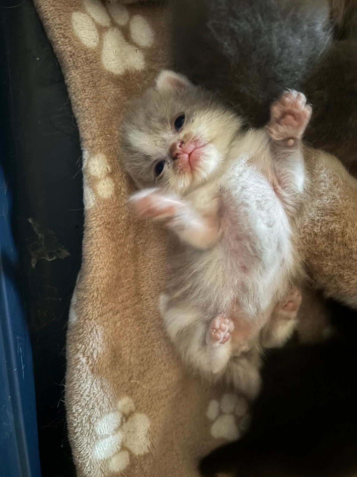 Britse korthaar kittens!, Meerdere dieren, Ontwormd