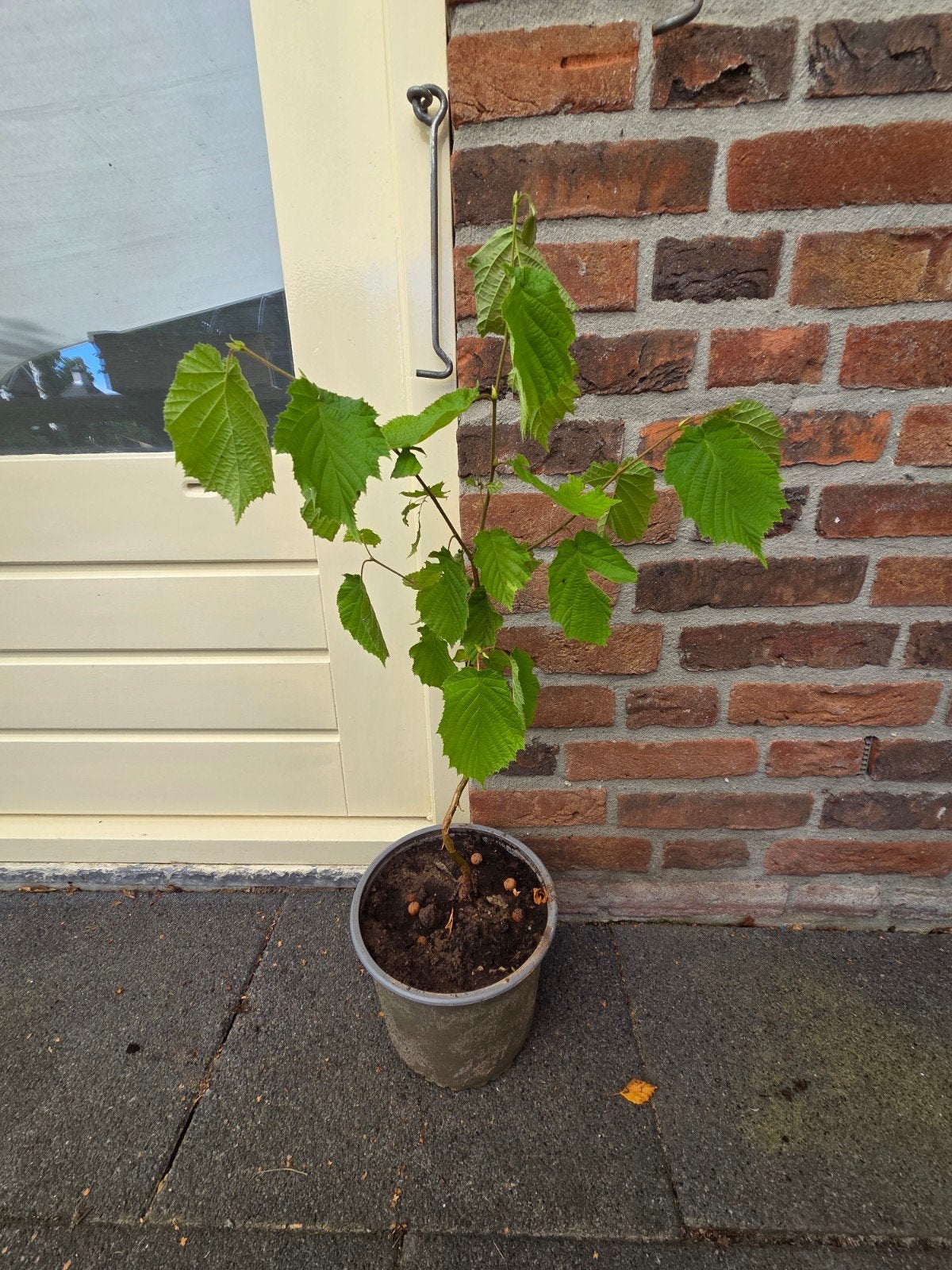 1-jarige Hazelnootboom in pot, Tuin en Terras, Planten | Bomen, Bloeit niet, Overige soorten, Minder dan 100 cm, Ophalen