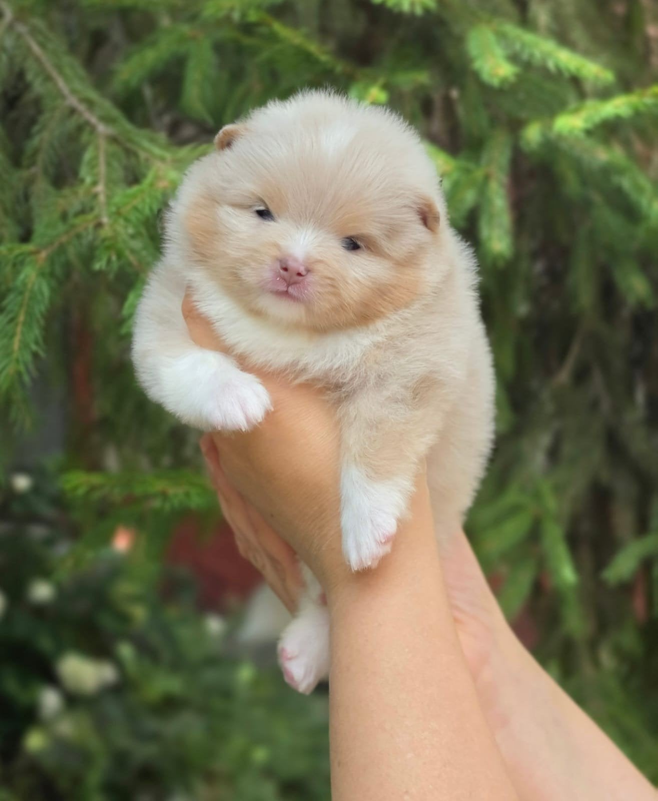 Exclusieve Mini Pomeranian Bear Face Wit & Lilac Merle Reu, Particulier, 15 weken tot 1 jaar, Buitenland, Parvo
