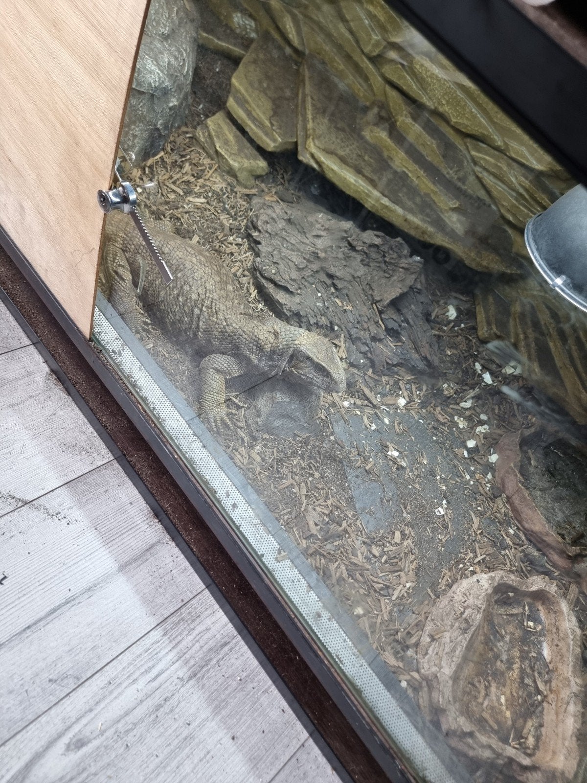 steppevaraan met terrarium Monitor Lizard - male for sale from Steffie