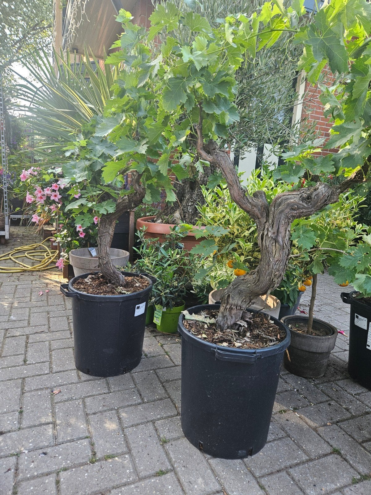 Vitis Vinifera Druiven op oude dikke stam: €149, Tuin en Terras, Planten | Bomen, Volle zon, Ophalen of Verzenden, 100 tot 250 cm