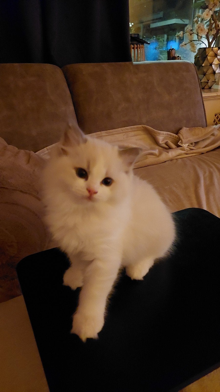 7 prachtige ragdolls met stamboom, Meerdere dieren, Met stamboom, 0 tot 2 jaar
