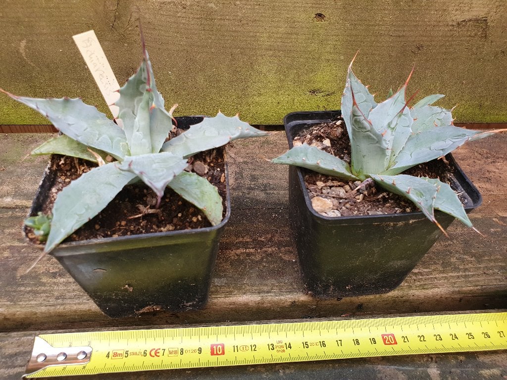 Agave chiapensis, Tuin en Terras, Planten | Tuinplanten, Ophalen of Verzenden, Bloeit niet, Overige soorten, Volle zon