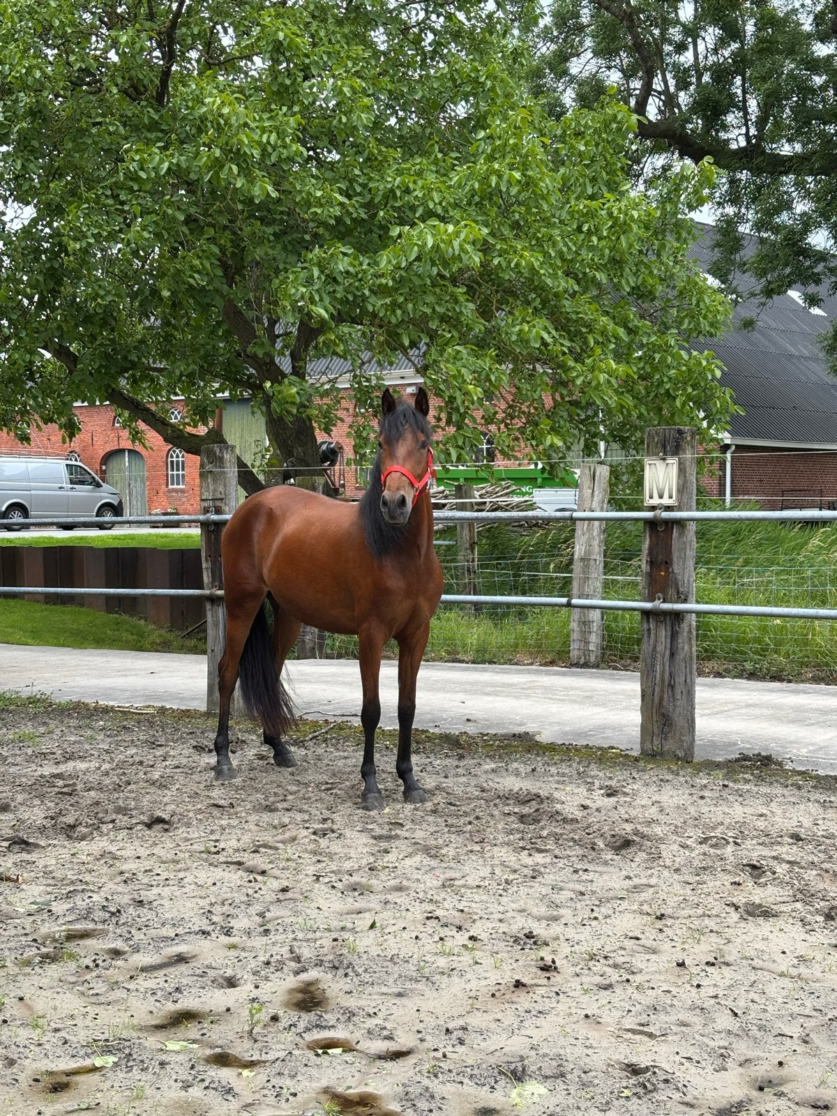 Gezocht, ruiter voor een 3 jarige merrie, Ruiter of Bijrijder