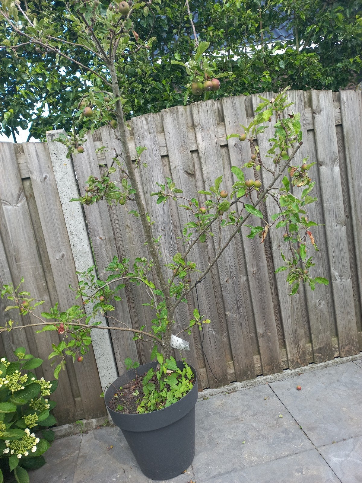 Elstar vol me appels Jonge Appelboom in Pot met Volop Appels, Ophalen, Lente, In pot, Appelboom