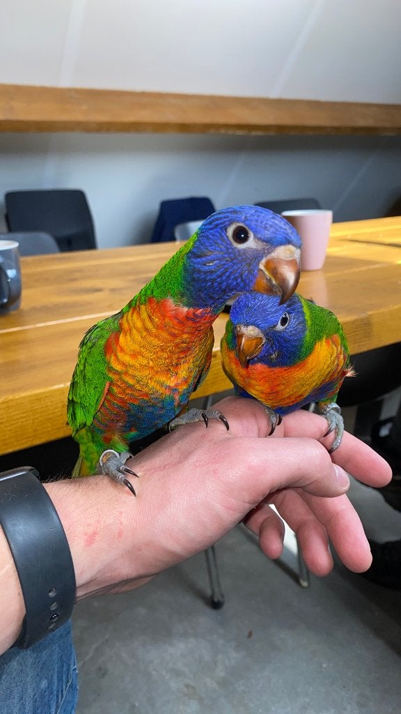 Lori van de blauwe bergen | handtam, Dieren en Toebehoren, Geslacht onbekend, Papegaai