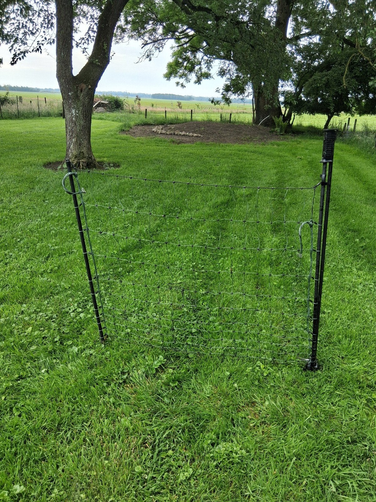 Afrasteringshek net., Dieren en Toebehoren, Schapen, Geiten en Varkens, Vrouwelijk, Geit