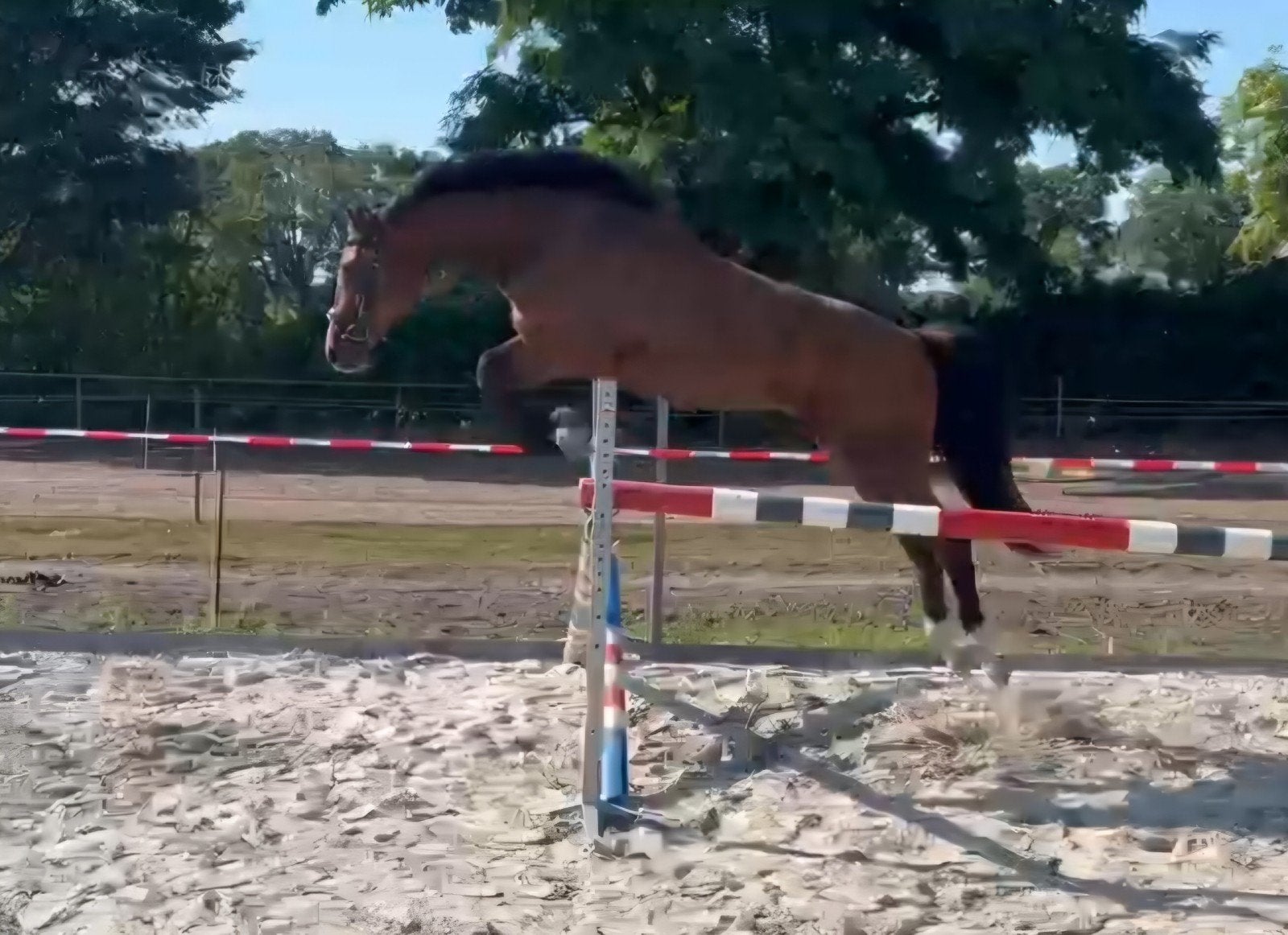 Grote 2 jarige springruin , videos aanwezig, Springpaard, Met stamboom, Ruin, 0 tot 2 jaar