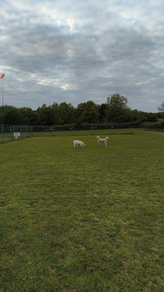 Gevraagd weiland te koop, Dieren en Toebehoren, Stalling en Weidegang