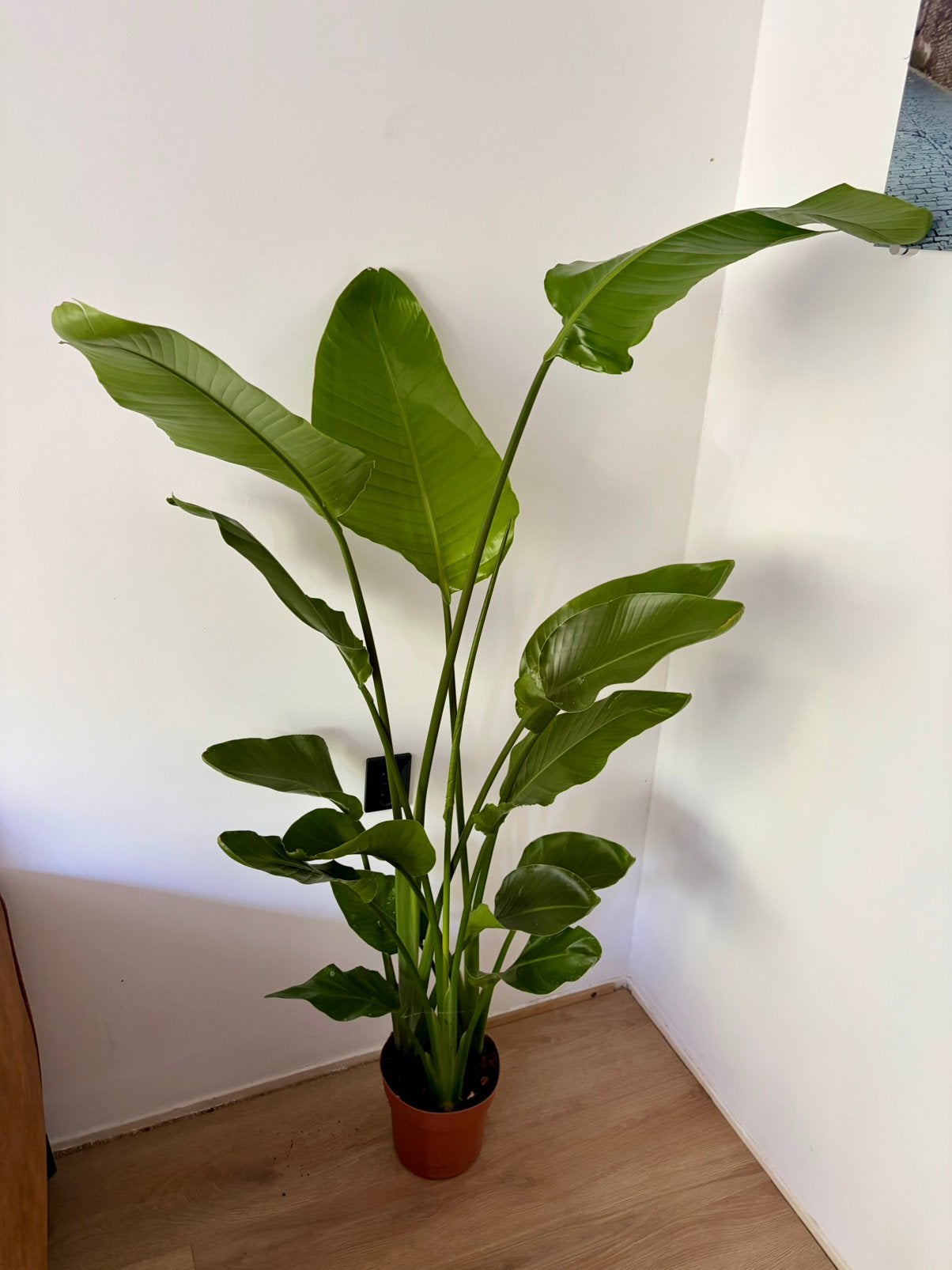 Strelzia kamerplant 170cm hoog, Huis en Inrichting, Kamerplanten, Ophalen, Halfschaduw, 150 tot 200 cm