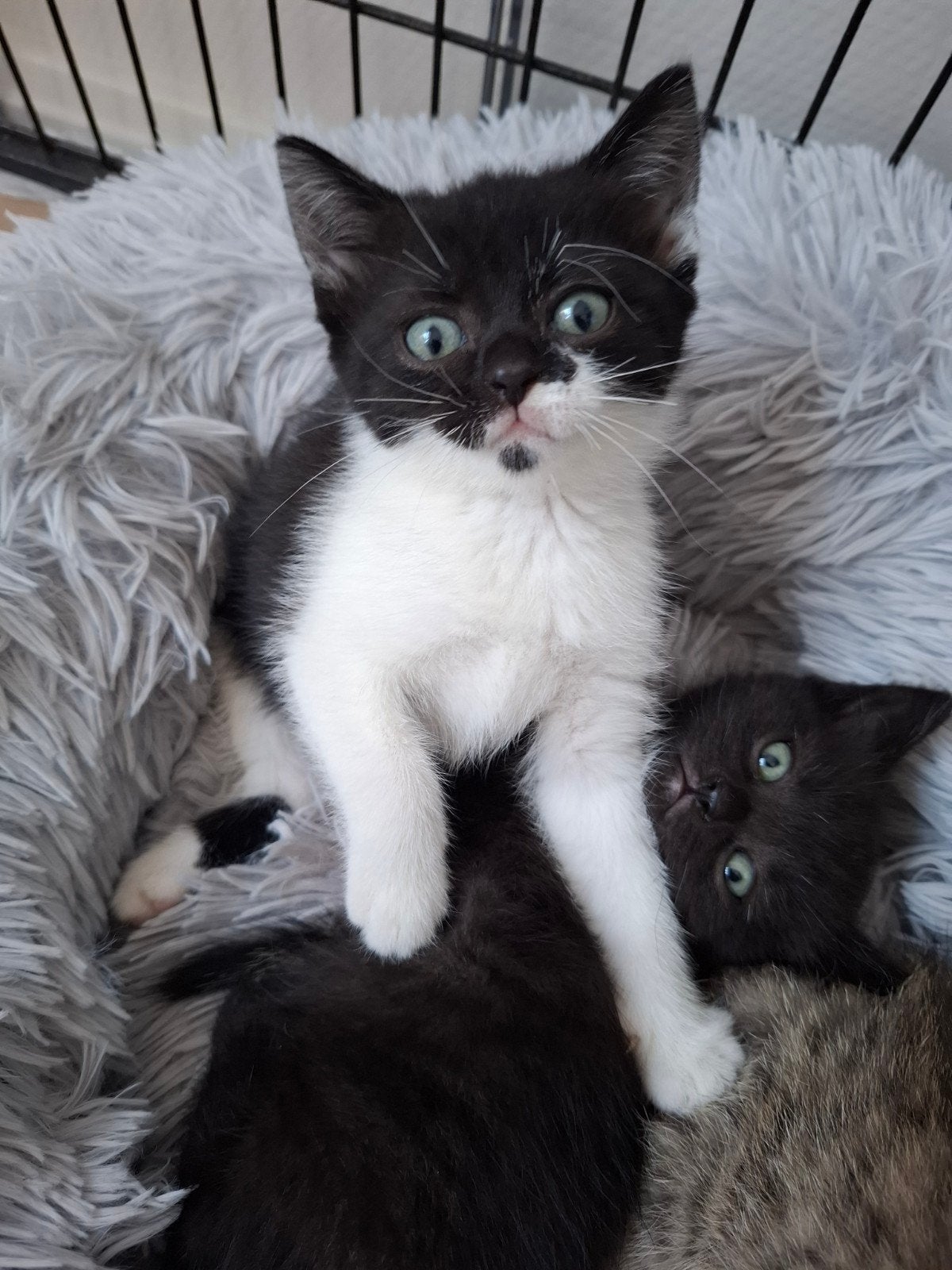 2 zwart/witte britse korthaar kittens, 8 weken oud.