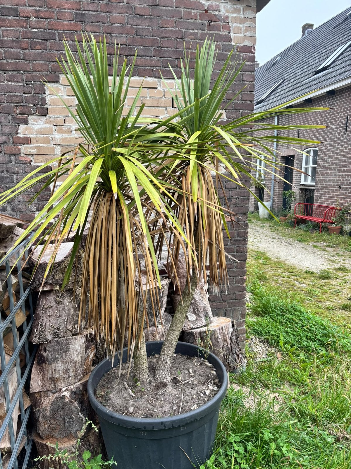 Gratis Grote Palm in Pot - Ideaal voor Terras of Tuin, Volle zon, Vaste plant, Bloeit niet, Ophalen