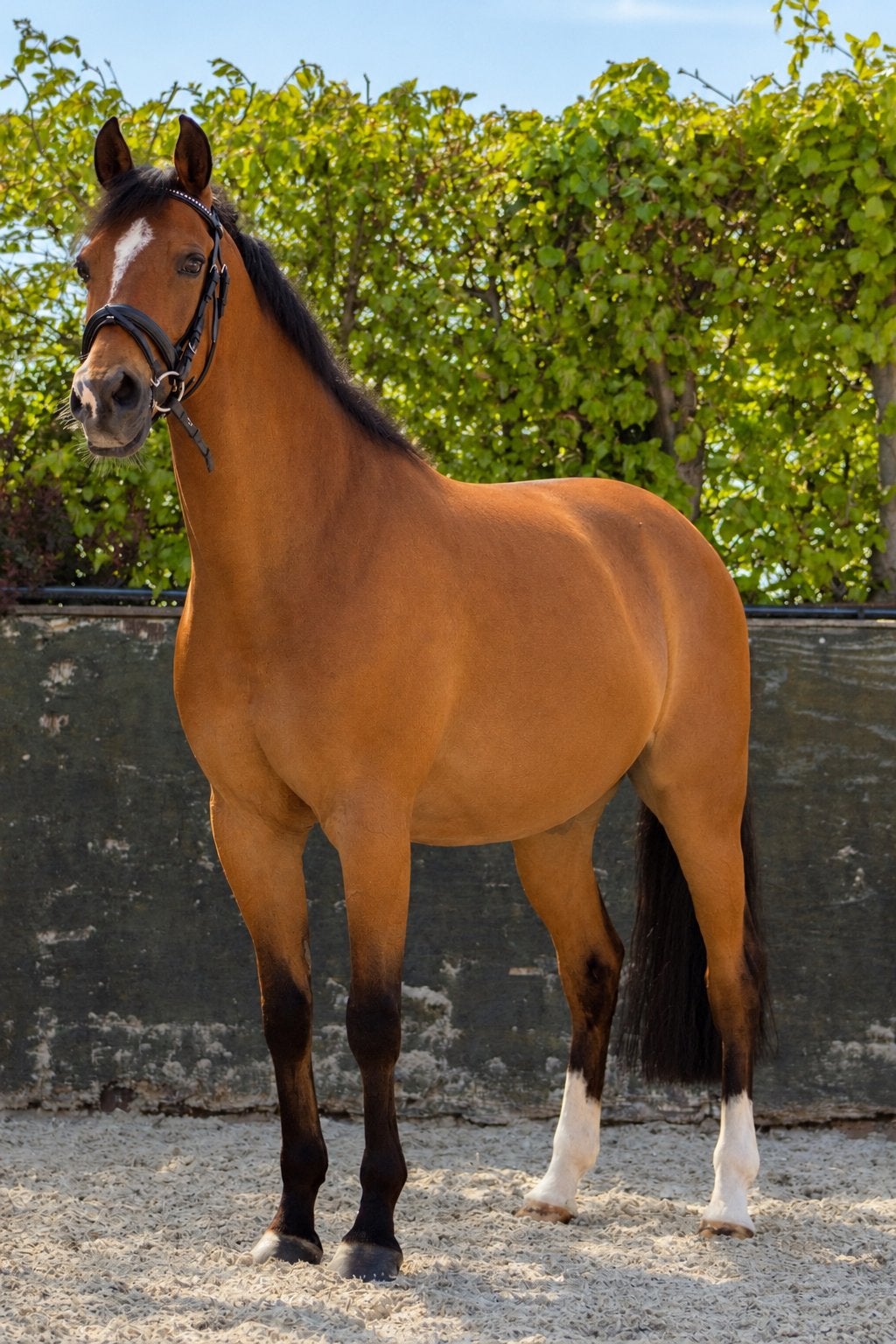 Lieve, sportieve kinderpony met Z1 ervaring!, Met stamboom, Z, Ruin, Dressuurpony